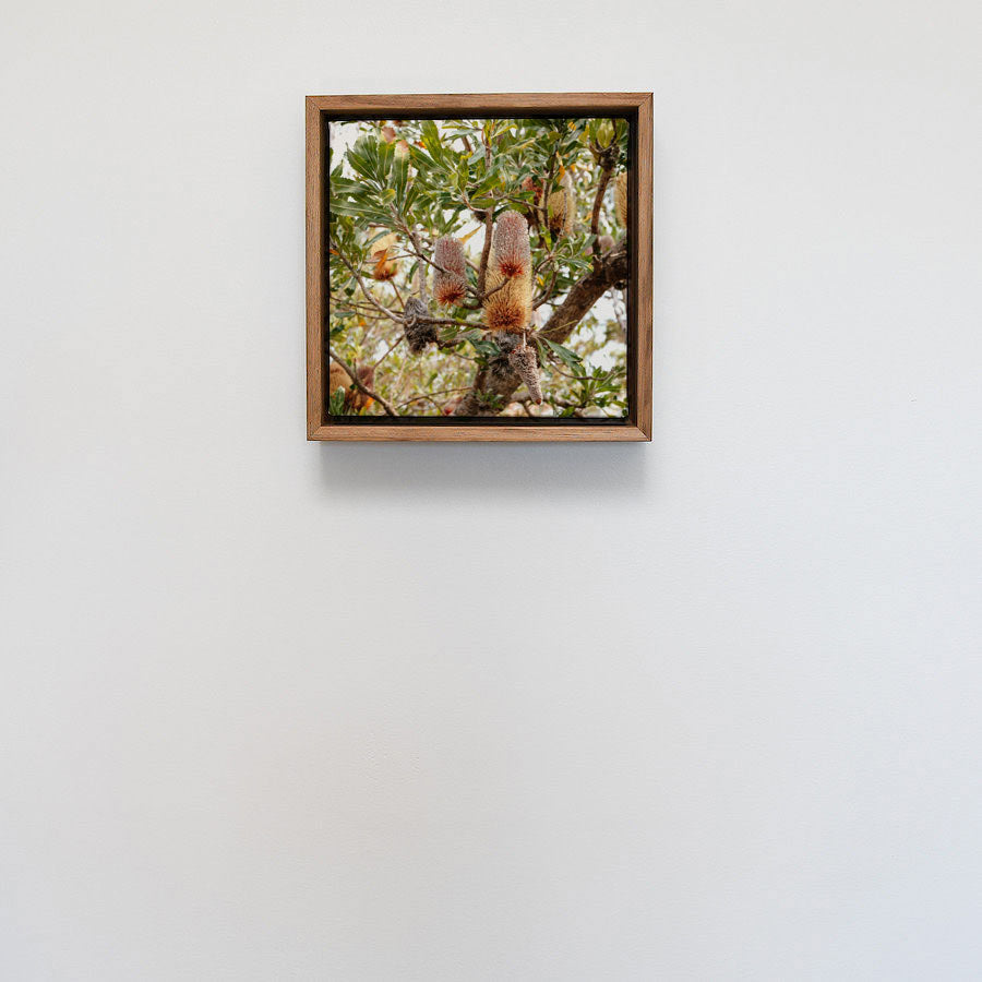 Blackwood Float Framed Print - Square 231 x 231mm