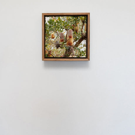 Blackwood Float Framed Print - Square 231 x 231mm