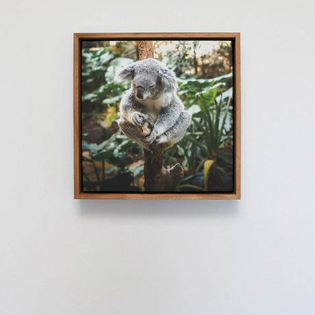 Blackwood Float Framed Print - Square 333 x 333mm